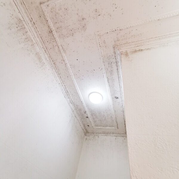 Supahandy-mold-ceiling-wall-Bellevue-Hill-before