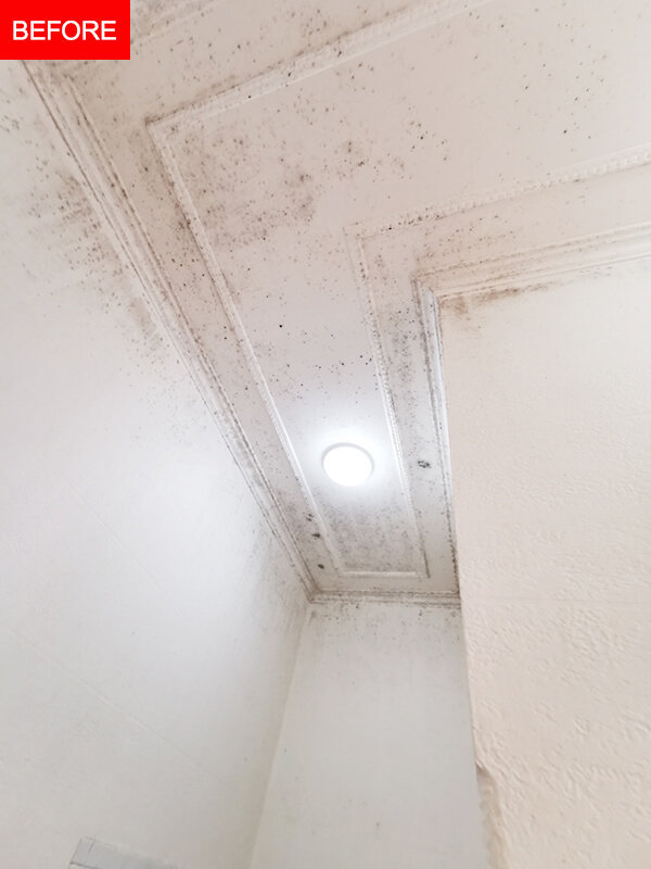 Supahandy-mold-ceiling-wall-Bellevue-Hill-before